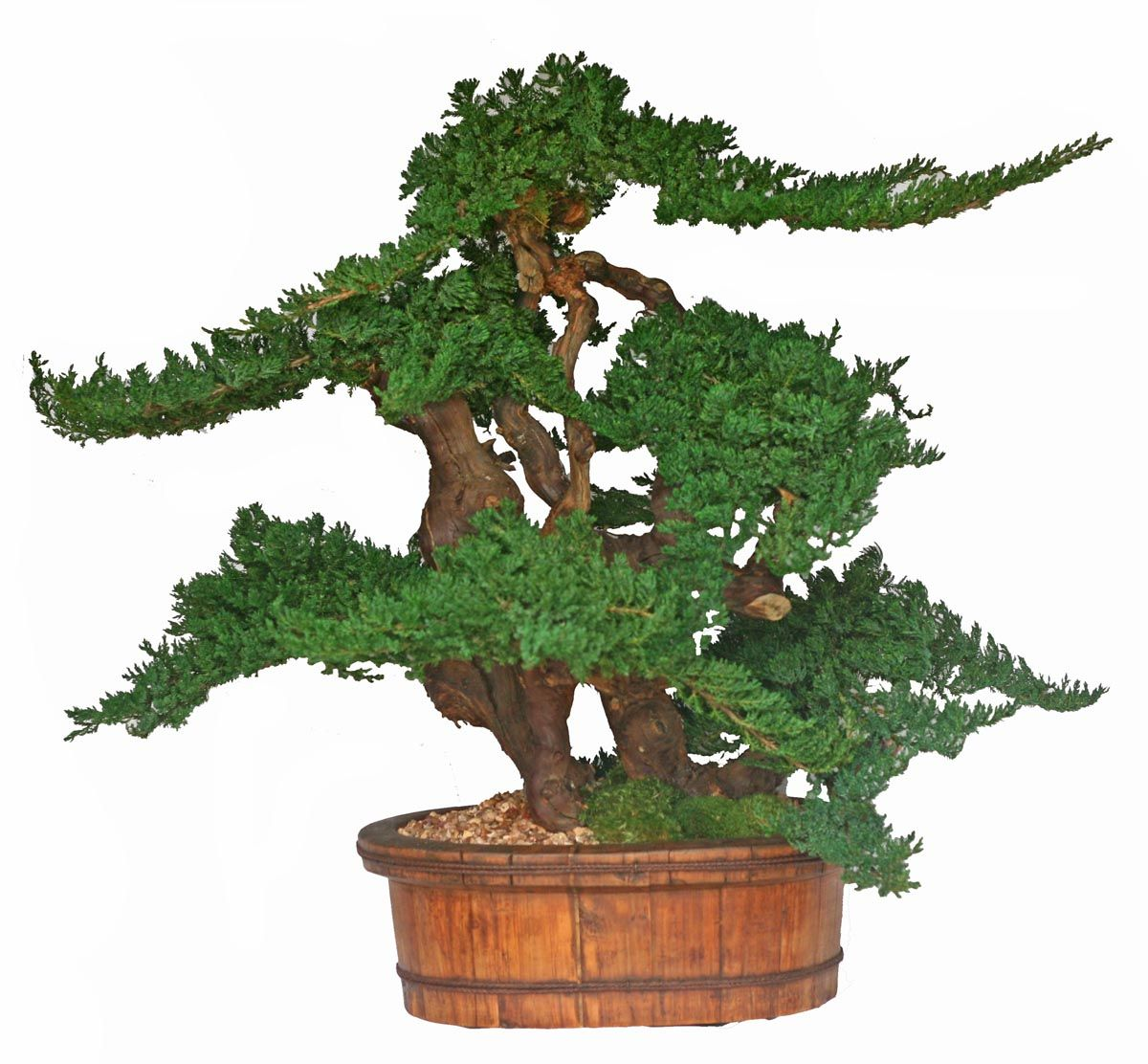 36 inch Vintage Bonsai Preserved Topiary